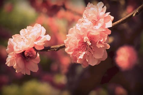 Nature Blossom 4k Ultra Hd Wallpaper