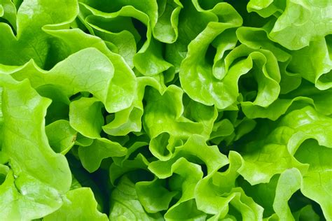 Quality Is Vital For Leafy Greens
