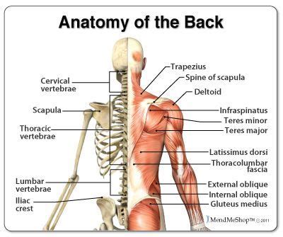 The back comprises the spine and spinal nerves, as well as several different muscle the spine is composed of 33 bones called vertebrae, which stack together to form the spinal canal. Pin on My Bones & My Life