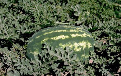 Seedless Watermelons Why Are Seeds Costly And Why Do They Produce