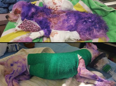 Conditions hair as it colors. Dog nearly dies in Florida from severe burns caused by ...
