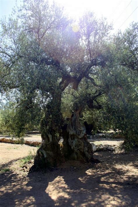 Visiting The Worlds Oldest Olive Trees An Insiders Spain Travel