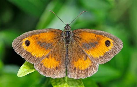 Orange Butterfly Identification Guide With Photos Owlcation