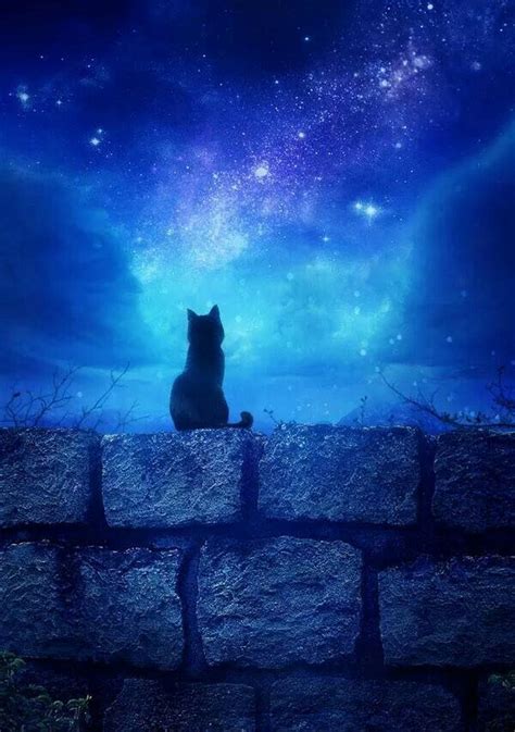 Starrystarry Nite Cat Crazy Pinterest Cat Black Cats And Star