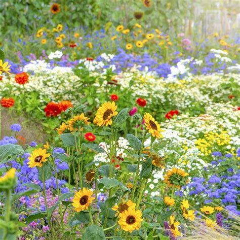 Helene Fleischer Zone 6 Flowers That Bloom All Summer Best