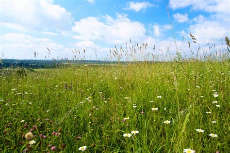 Field Of Summer Flowers — Stock Photo © Iakov 4607771