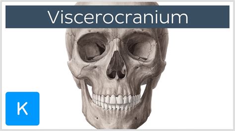 Bones Of The Viscerocranium Human Anatomy Kenhub Youtube