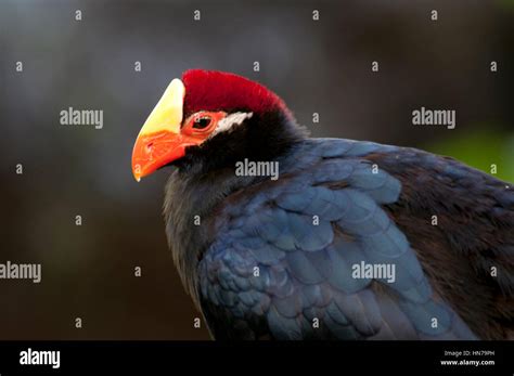 Black Bird With Orange Beak And Red And Yellow Head Stock Photo Alamy