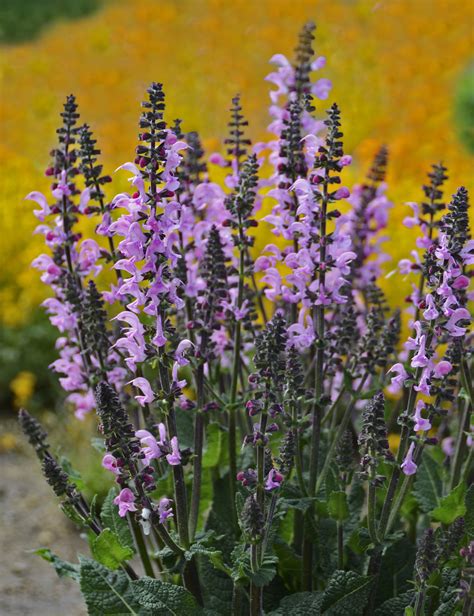 And as a bonus, bee balm is also great for attracting butterflies! Color Spires® 'Pink Dawn' - Perennial Salvia - Salvia ...