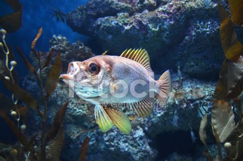 Sea Fish Swims In The Deep Blue See Stock Photo Royalty Free Freeimages