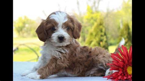 Cockapoos make the perfect family pet and ours are unsurpassed. Cavapoo Puppies for Sale - YouTube