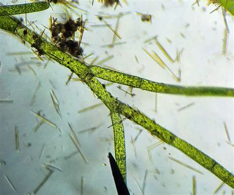 Plants Of The Gila Wilderness Cladophora Sp