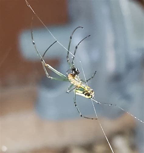 Unidentified Spider In Manhattan Kansas United States