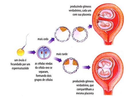 Como Saber Se A Fecundação Aconteceu