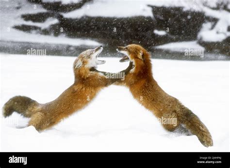 North America United States Montana Wildlife Winter Red Fox