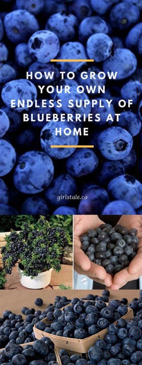 How To Grow Your Own Endless Supply Of Blueberries At Home Growing