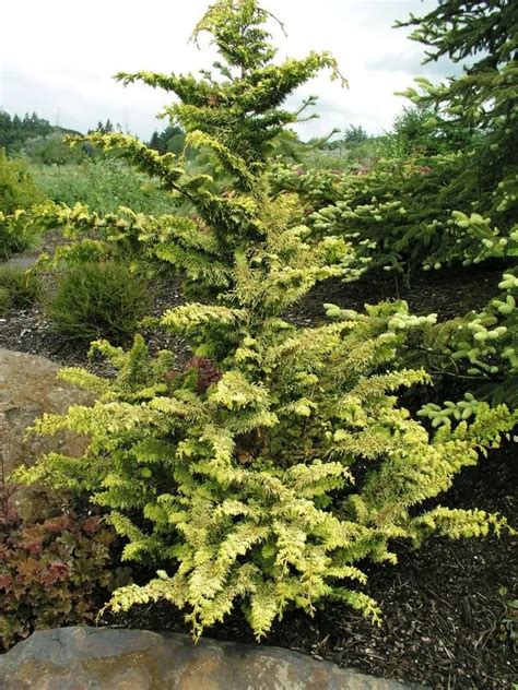 Hinoki Cypress Fernspray Gold Plant Care Growing Basics Water