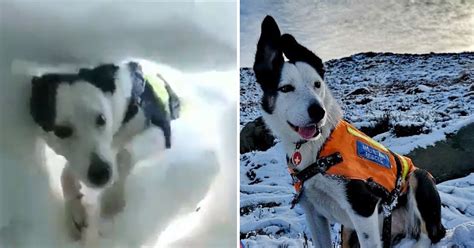 Watch How This Mountain Rescue Dogs Saves The Life Of A Man Burried In