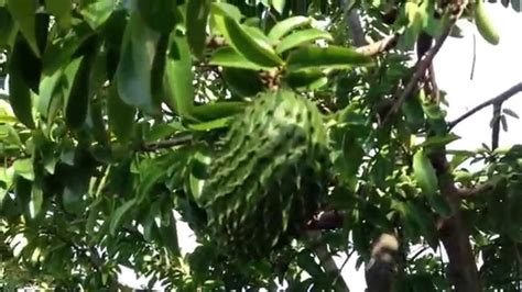 Introduction of soursop fruit farming: Soursop ( Graviola ) - Tree from Botanical Gardens ...