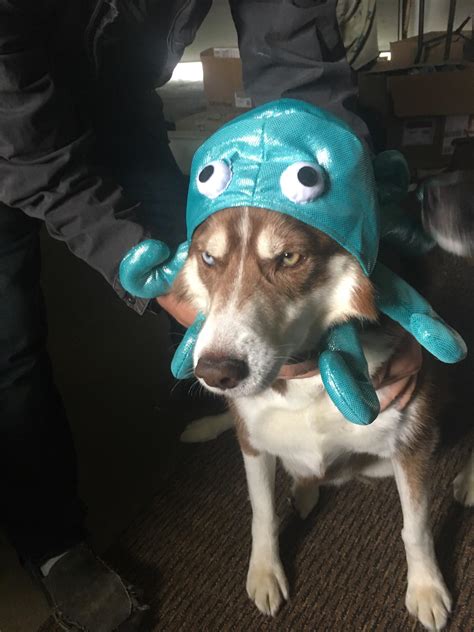Psbattle Dog With Hat Photoshopbattles