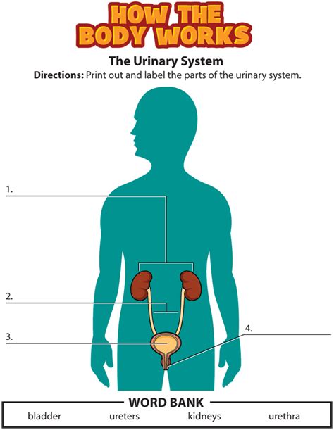 Activity Urinary System Urinary System Activities Human Body