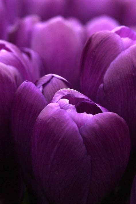 Purple Tulips Simply Beautiful Iphone Wallpapers Purple Tulips