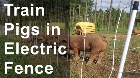 Train Pigs Into Electric Fence Youtube