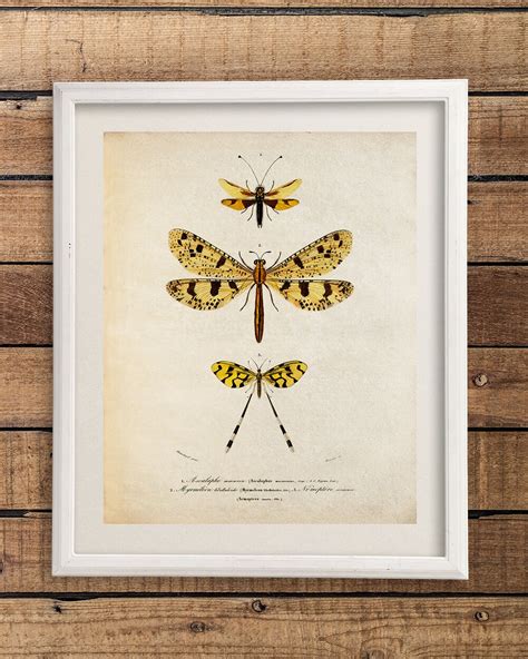 Vintage Insect Art Print Insect T Vintage Insect Etsy