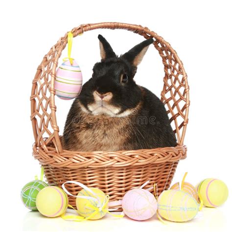 Cute Easter Bunny With Colored Eggs Stock Photo Image Of Coney
