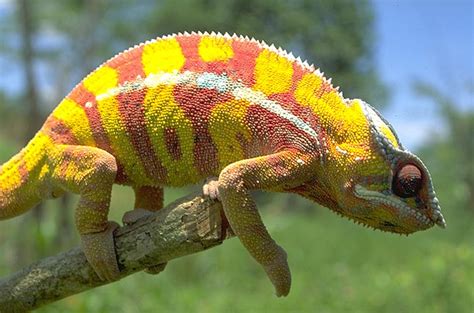 Mbg Madagascar Biodiversity And Conservation Yellow And Red Chameleon