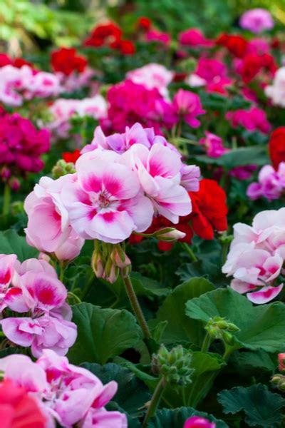 Hardy Geraniums An All Season Blooming Perennial For Your Landscape