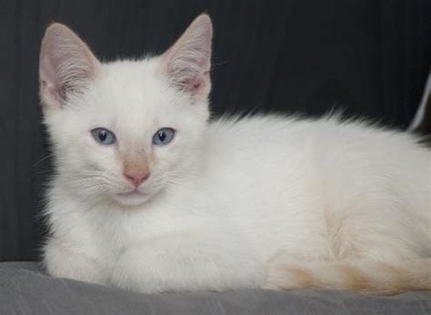 Ozzie The Flame Point Siamese Diva Kittens Web Page