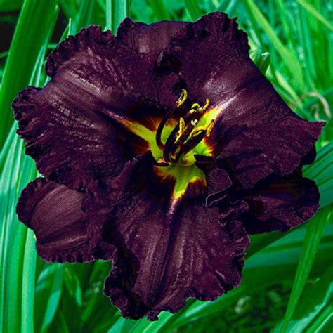 Black Stockings Reblooming Daylily Brecks