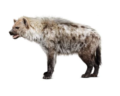 Cave Hyena White Background
