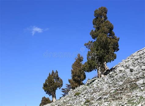 Cedar Trees On Mountain Slope Stock Photo Image Of Forest Pacific