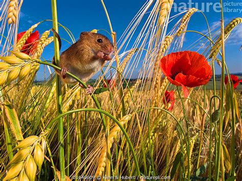 Stock Photo Of Harvest Mouse Micromys Minutus In Cornfield With