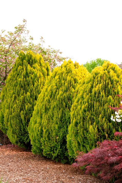 Dwarf Golden Arborvitae Arborvitae Tree Monrovia Plants Evergreen