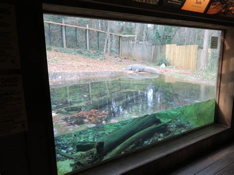 Alligatorsnapping Turtle Exhibit Zoochat