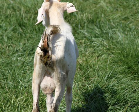 Common Diseases And Problems With Goats Goat Farming In South Africa