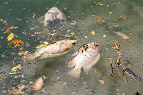 These Tragic Effects Of Water Pollution On Animals Are Saddening Help