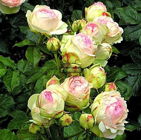 Szr Róża Eden Rose 85 1 Szt Ceny I Opinie Ceneopl