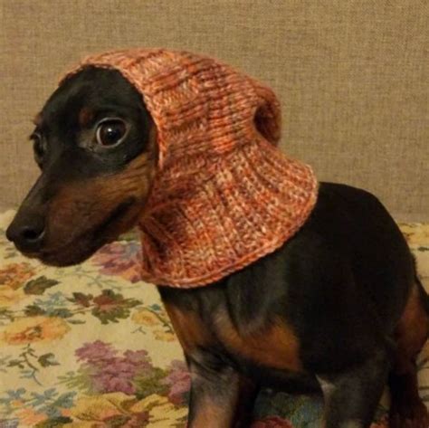 Knitting Pattern For Small Dog Hat Etsy Uk