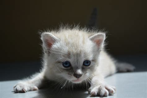Kitten Baby Cat Feline Cute Little Free Stock Photo Public Domain
