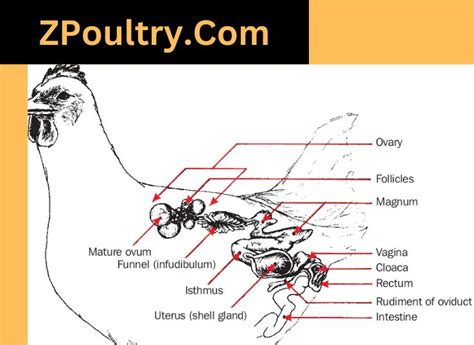 Chicken Reproductive System Find Out Zpoultry