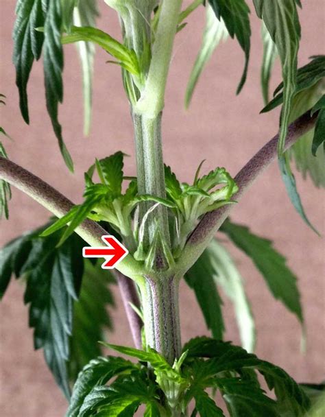 How To Tell Sex Of Cannabis Plants With Pictures Grow Weed Easy