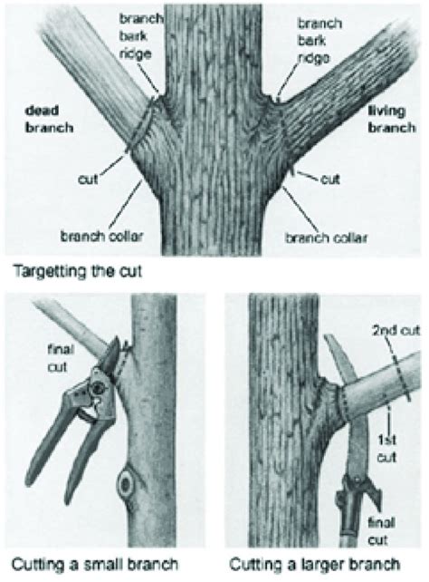 Tips For Tree Pruning All Terrain Grounds Maintenance Fargo Nd
