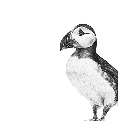 Puffin Drawing At Explore Collection Of Puffin Drawing