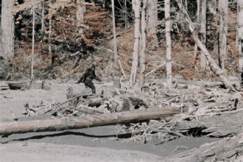 Zach Ferenbaugh Bigfoot Sightings Verified Midwest Whitetail