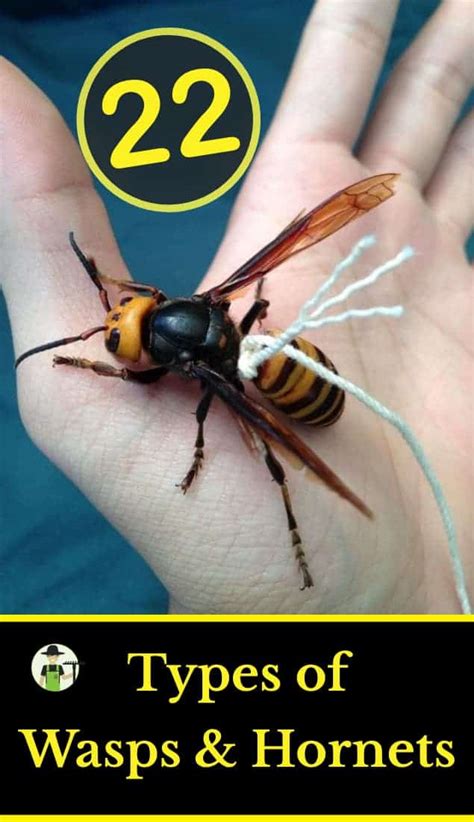 25 Types Of Wasps And Hornets Progardentips