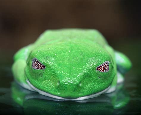 Red Eyed Tree Frog Stock Photo Image Of Sleep Rain 20402012